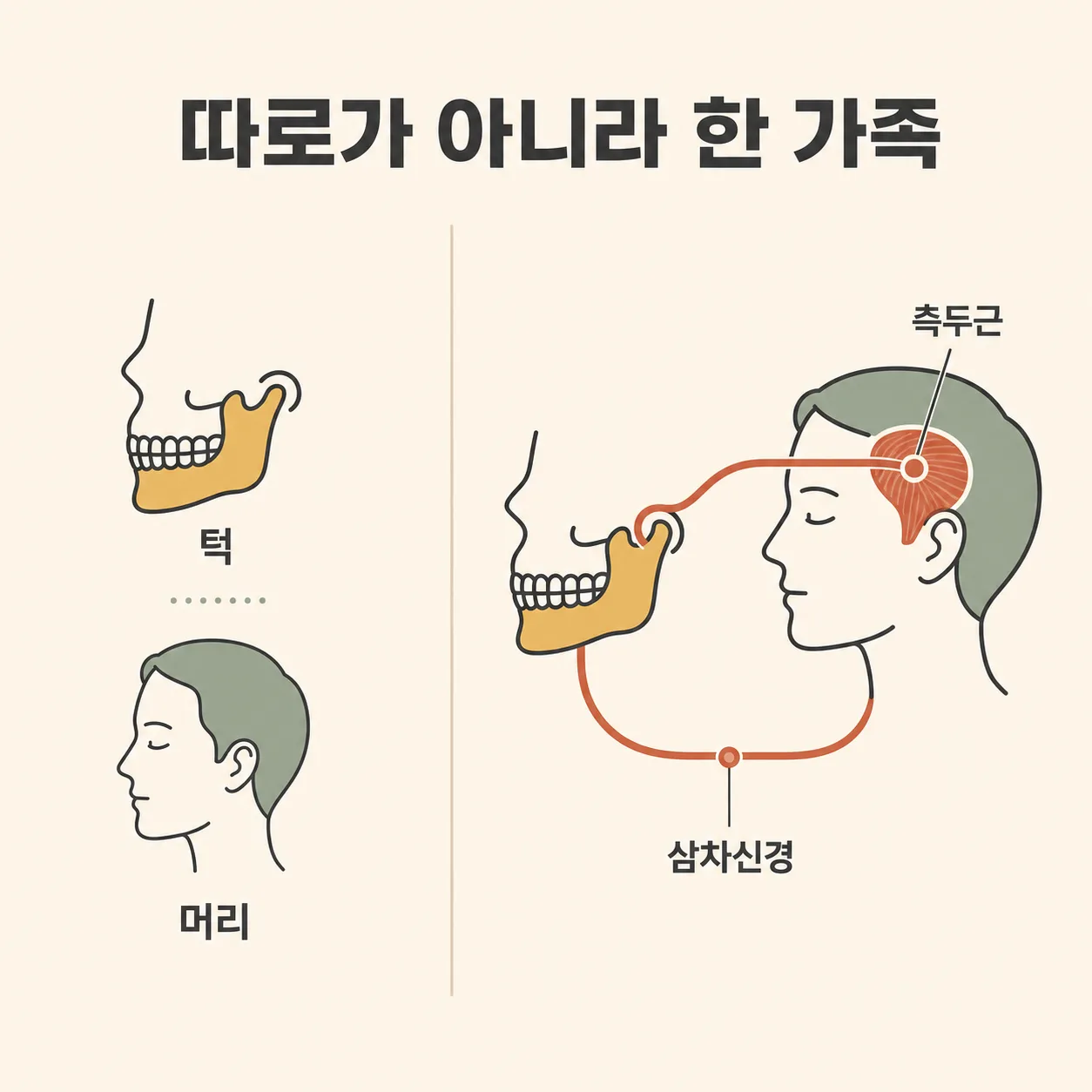 턱과 두통은 따로가 아니라 한 가족